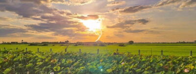 SiemReap Sunset Dinner Riding an Ox-Cart at Rice Paddy Field