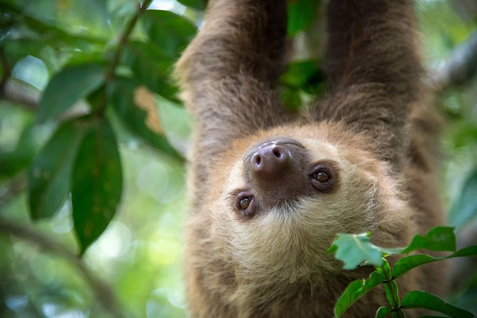 Sloths Lovers Tour. Puerto Limon Shore Excursion - Key points to know before booking