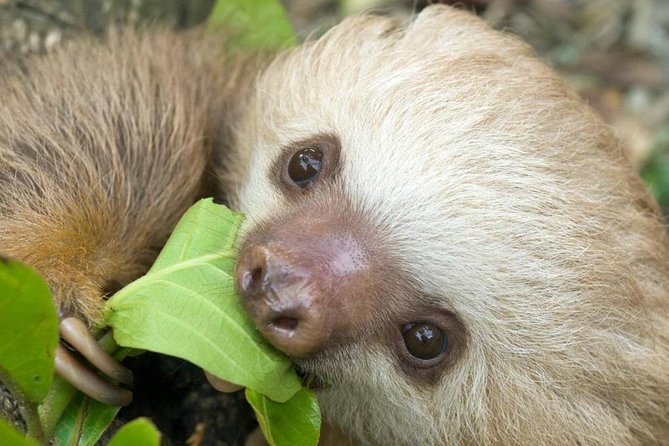 Sloths Lovers Tour. Puerto Limon Shore Excursion - Two wildlife settings in one shore excursion