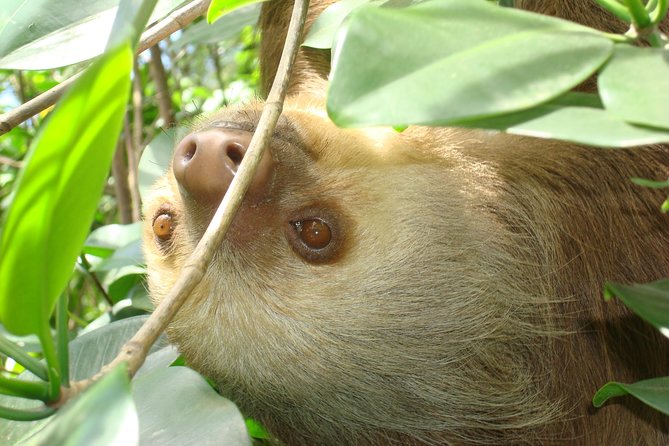 Sloths Lovers Tour. Puerto Limon Shore Excursion - Tortuguero Canals by boat
