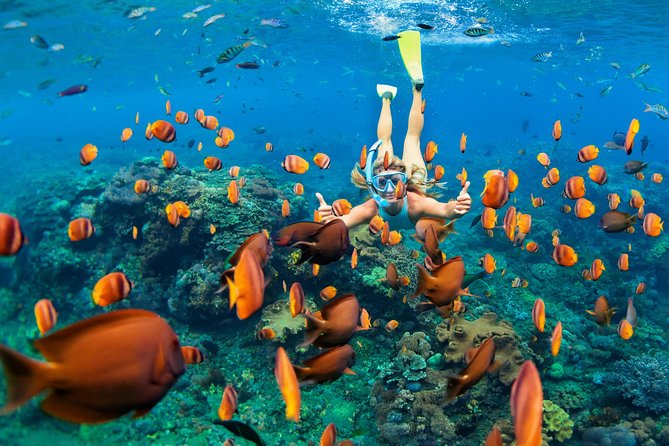 Snorkel & Swim with Turtles. Semi Private Tour to Buck Island & Honeymoon Beach - Key points to know before you book