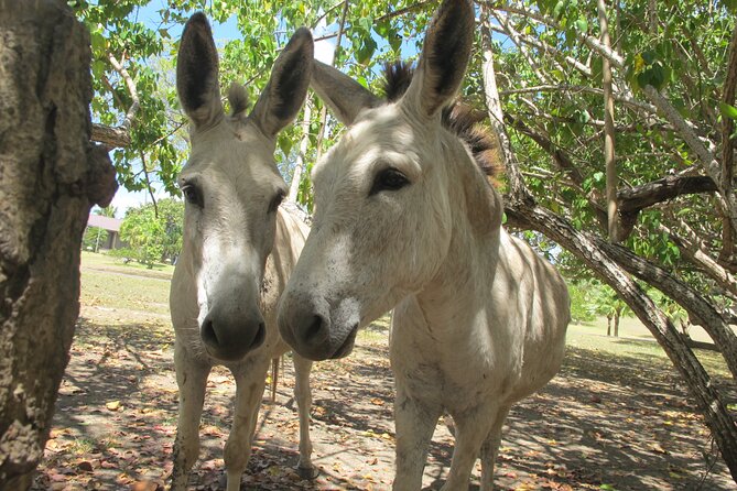 St. John Honeymoon Beach, Hike and Snorkel Adventure - The Cruz Bay and St. Thomas overlook