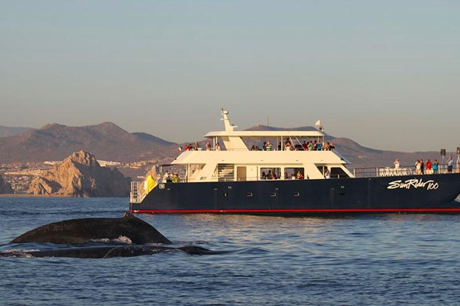 Sunset Dinner Cruise in Los Cabos - Key Points Before You Book