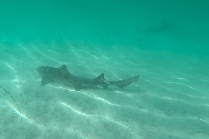 Two Hour Kayak and Snorkel Tour for Two in La Jolla - What you receive, and what costs extra