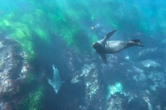 Two Hour Kayak and Snorkel Tour for Two in La Jolla - What the guides add to the outing