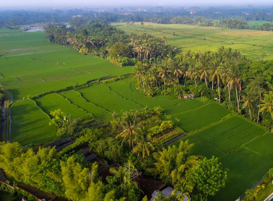 Ubud: Romantic Dinner among the Rice Fields - Timing, darkness, and the trip to Tanah Gajah