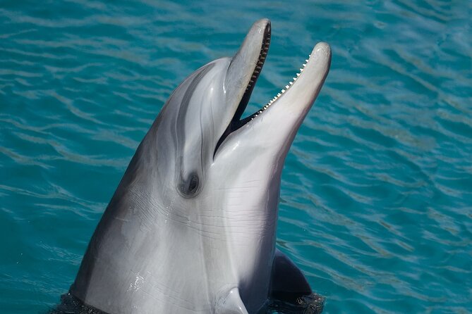Ultimate Key West Day: Dolphin & Snorkel Combo with Sunset Sail - Key points to know before booking