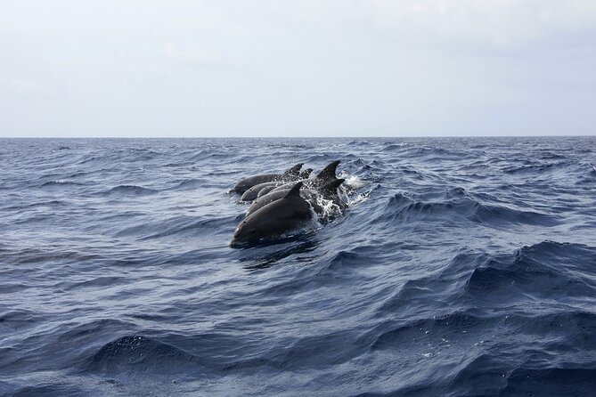 Ultimate Key West Day: Dolphin & Snorkel Combo with Sunset Sail - Practical details that make the day easier