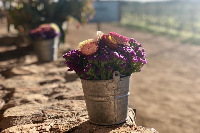 Valle de Guadalupe Couples Wine Tour - Starting at 10:00 am from Ensenada or the valley
