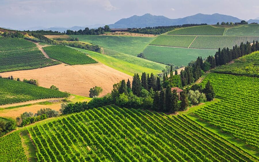 YOUR HONEYMOON IN TUSCANY: Private Chianti Wine Tasting Tour - Rolling hills, vineyards, and olive groves